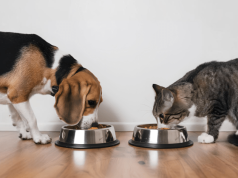 Alimentação ideal para o seu animal de estimação