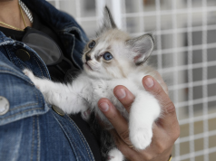 Como preparar a casa para a chegada de um novo animal