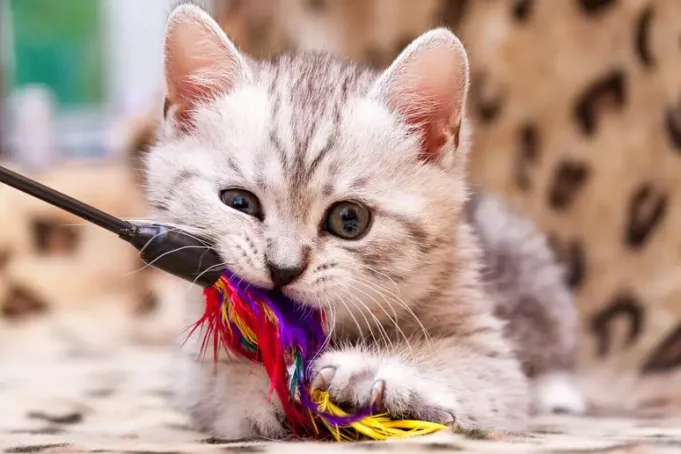 Exercícios simples para gatos que vivem em apartamentos