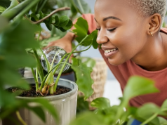 Plantas de interior que purificam o ar